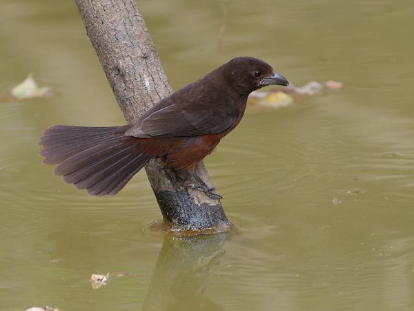 Fluweeltangare (Ramphocelus carbo)